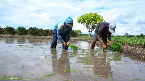 Farming Planting Rice Stock Footage 287323398