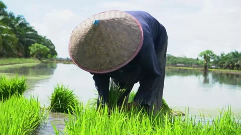 Farming Planting Rice Stock Footage 287327839