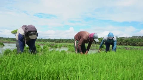 Farming Planting Rice Stock Footage 287328678