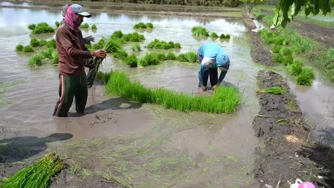 Farming Planting Rice Stock Footage 287328732