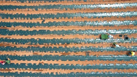 Farming with Plastic Mulch Stock Footage 309488516
