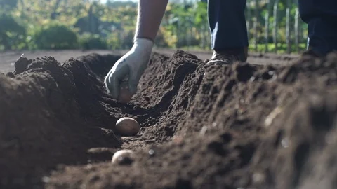 Farming  - Potato plantation. Stock Footage 89525245