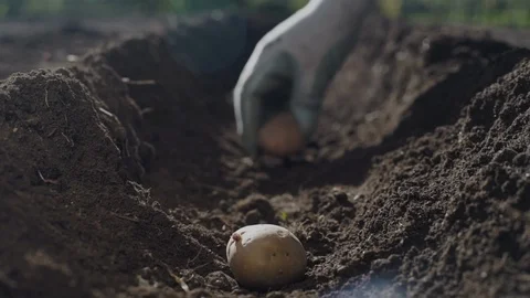Farming - Potatoes plantation. Stock Footage 89525269