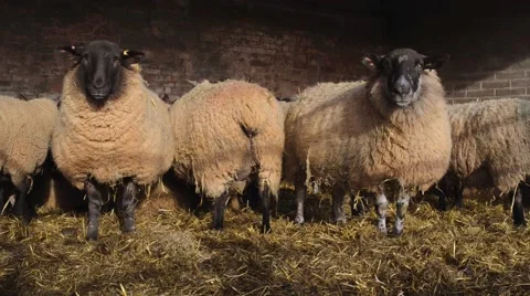Farming: Pregnant Sheep in Barn Stock Footage 46044307