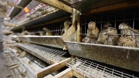 Farming quail for meat and eggs Stock Footage 69236442