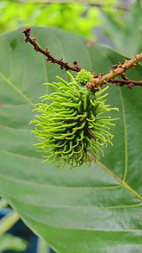Farming rambutan fruit in home close-up Stock Footage 246901185