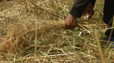Farming Rice Crops Stock Footage 46834860