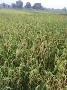 Farming of rice Foto stock