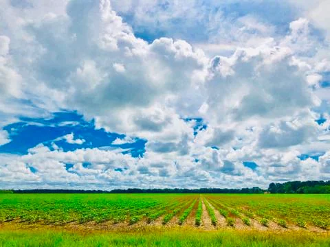 Farming rows of crop Stock Photos