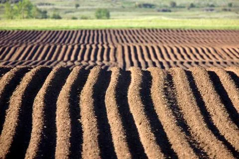 Farming Rows seeds plalnted Stock Photos