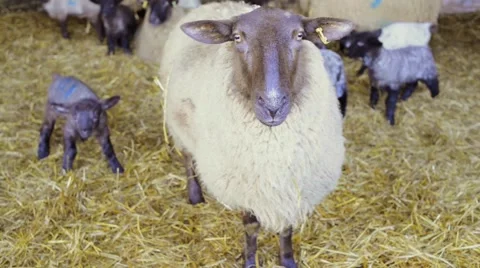 Farming: Sheep and Lambs in Barn Stock Footage 46044102