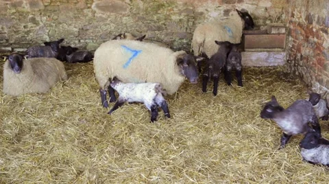 Farming: Sheep and Lambs in Barn Stock Footage 46044594