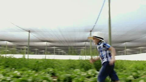 Farming son running through lettuce field on their farm. Stock Footage 199631616