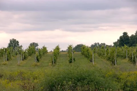 Farming Sunset Stock-Fotos