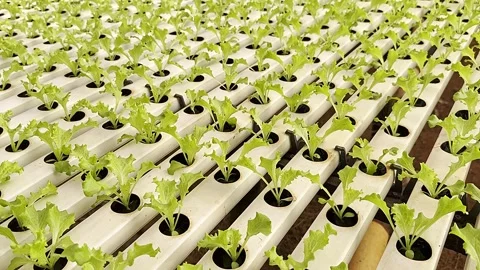 Farming Technologies, Lettuce Harvest, Hydroponic Irrigation Systems Stock Footage 339190984