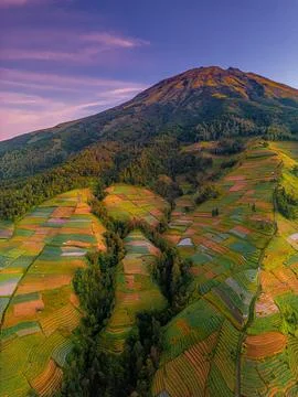 Farming terraces in Nepal Van Java Magelang, Indonesia at sunrise Stock-Fotos