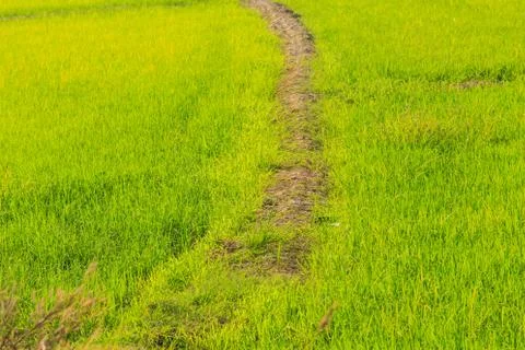 Farming in thailand Stock Photos