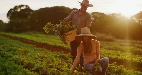 Farming together at sunset Stock Footage 109377352
