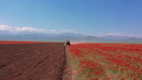 Farming tractor plowing a beautiful red poppy field in a rural landscape Stock Footage 323947088