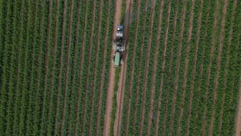 Farming tractor spraying on green field  with sprayer, herbicides and pesticides Stock Footage 230915947