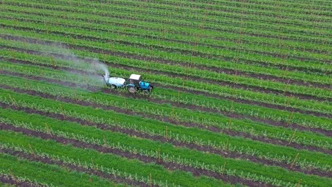 Farming tractor spraying herbicides and pesticides on apple garden in field with Stock Footage
