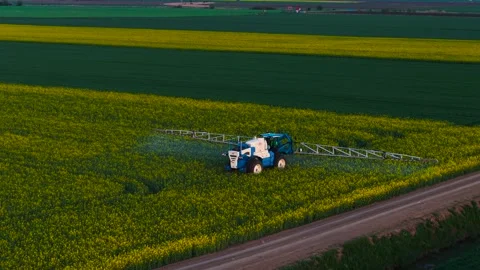 Farming tractor spraying rapeseed field with pesticides, herbicides, and Stock Footage 311931294