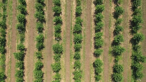Farming. The tree plantation is planted in many rows. Green seedlings Stock Footage 285538523