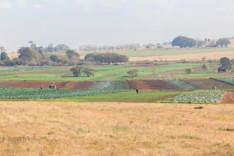 Farming Vegetables Landscape Stock Photos