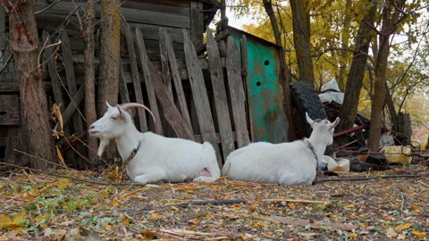 Farming in the village Stock Footage 166794643