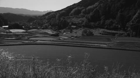 Farming village, terraced paddy fields and rice paddies,monochrome Stock Footage 279374682