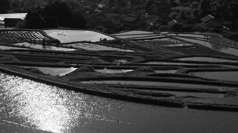 Farming village, terraced paddy fields and rice paddies,monochrome Stock Footage 279375412