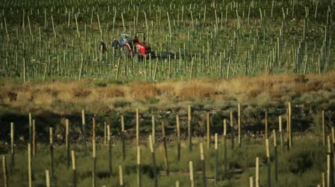 Farming in vineyard argentina 库存影片 10998739