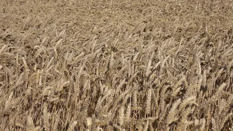 Farming Wheat Blowing in Strong Wind Close Up Pan 4K 動画素材 81209370