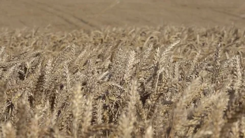 Farming Wheat Blowing in Wind Close Up 250fps 4K 動画素材 81211153