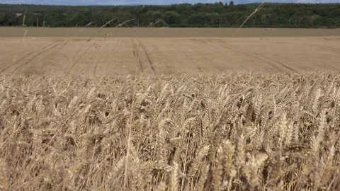 Farming Wheat Blowing in Wind Depth of Field Pan 4K 動画素材 81211554