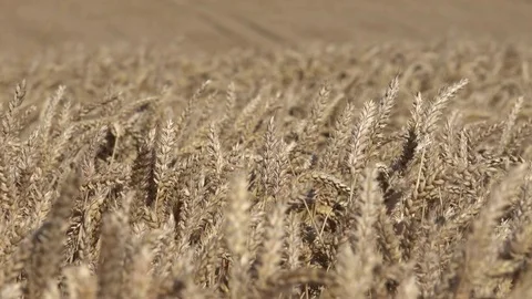 Farming Wheat Blowing in Wind Medium Close Up 4K 動画素材 81236557