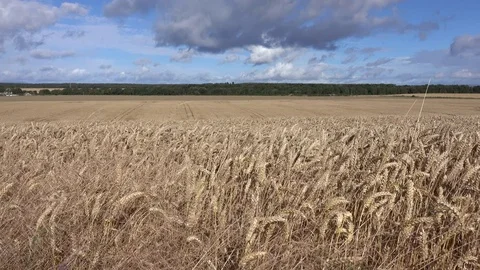 Farming Wheat Blowing in Wind Wide 4K 動画素材 81236081