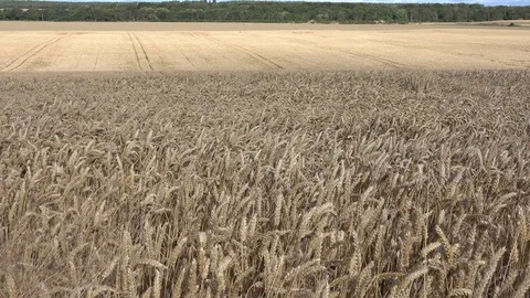 Farming Wheat Field Medium Wide 4K 動画素材 81236386