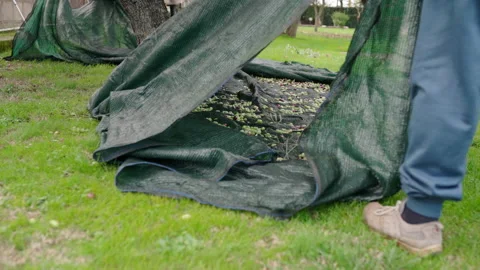 Farming workers picking ripe olives in harvest net, annual autumn harvest Stock Footage 147939606
