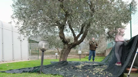 Farming workers using manual garden combs for picking ripe olives from trees Stock Footage 147939962