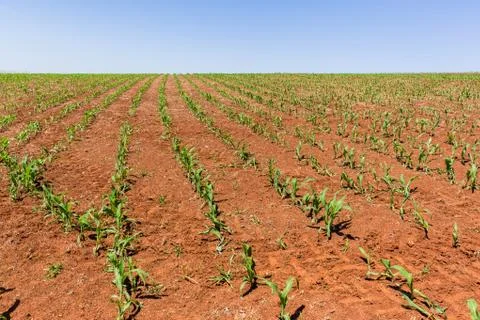 Farming Young Maize Crops Stock Photos
