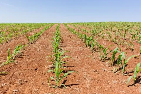Farming Young Planted Corn Maize Crops Stock Photos