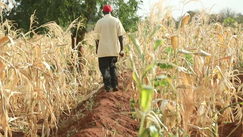 Farming with zai pits and terraces on farm in Kenya, Africa Video stock 167026251