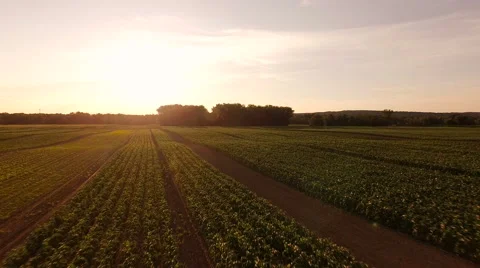 Farmland Aerial of fields Stock Footage 64283170