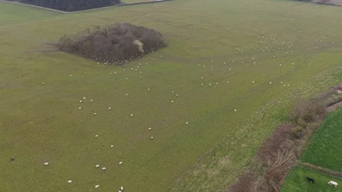 Farmland Aerial View of Fields with Sheep and Woodland in Sunlit Rural Region Видео 331481387