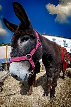 Farmland and  donkey head portrait Stock Photos