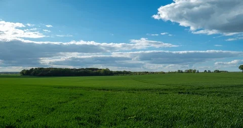 Farmland clouds timelapse with fresh young green corn plants Stock Footage 107903649