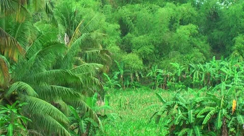 Farmland with corn in the Philippines Vidéo 22333391