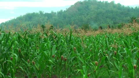 Farmland with corn in the Philippines Vidéo 22333392