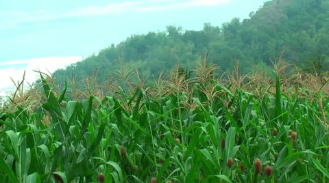 Farmland with corn in the Philippines Stock Footage 22333393